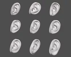 Ears Human 3D model