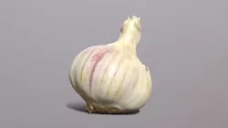 Garlic 3D model