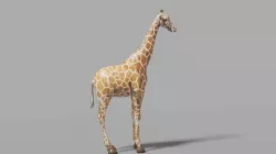 giraffe  3D model