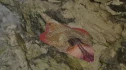 Guiltar Fish Low-poly 3D model