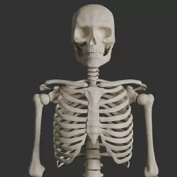 Human Male Skeleton Low-poly 3D model