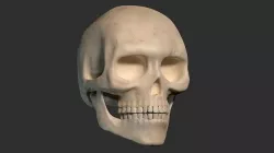 Human Skull 3D model
