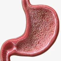 Human Stomach - Cross-Section 3D model