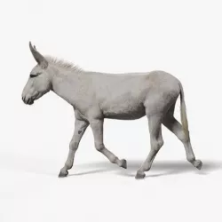 Israel white donkey Animated VFX Grace 3D model