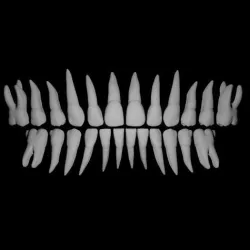 Primary teeth anatomy model with root canal 3D model