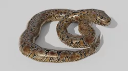 Python Snake - Low Poly -  Game Ready - PBR Low-poly 3D model