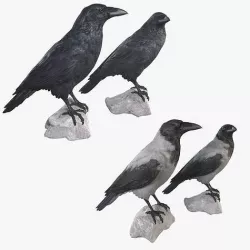 Raven Collection 3D model