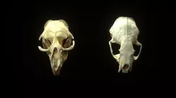 Small Animal Skull 3d Scans 3D model