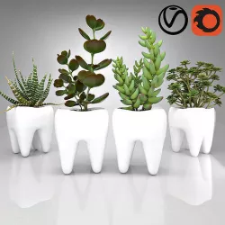 Tooth  Pot - Succulent Plant  3D model
