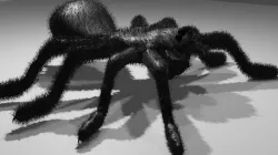BLACK SPIDER TARANTULA 3D MODEL 3D model