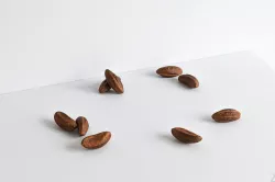 Brazil Nut 004 3D model