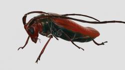 Cockroach 3D model