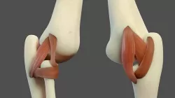 Elbow Ligaments 3D model