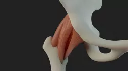 Hip Ligaments 3D model