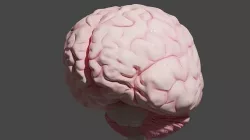 Human Brain 3D model