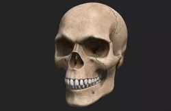 Human Skull Low-poly 3D model
