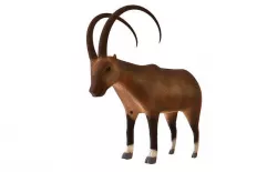 IBEX- GOAT  3D model