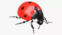 Ladybug 3D model