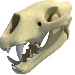 Lion Skull Bones  3D model