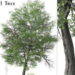 quercus palustris pin oak 3d models 【 STLFinder