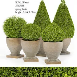 Potted bush buxus  3D model