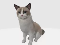 Ragdoll animated Cat 3D model