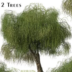 Set of Peppermint Willow or Agonis flexuosa Tree - 2 Trees 3D model