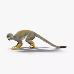 Squirrel Monkey Animated VFX Grace 3D model