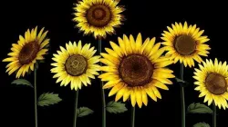 Sun Flower 3D model