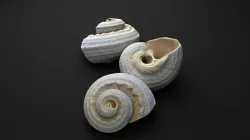 UltraDetailed Seashell 3D model