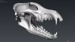 3D Wolf Skull - Highpoly sculpture 3D model