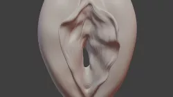 Anatomically correct vulva 3D model