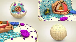 Animal Cell 3D model