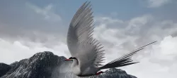 Arctic Tern Bird Game Ready Model Unreal Engine  3D model
