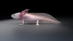 Axolotl - Salamander 3D model