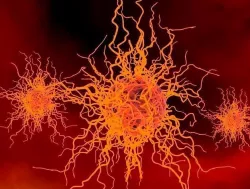 Bacterium microorganism  3D model