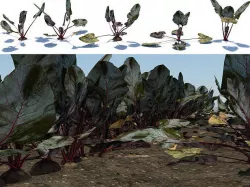 Beet vegetable crop plant Low-poly 3D model
