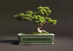 Bonsai 3D model