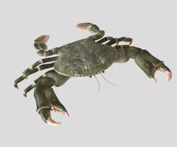 Crabs 3D model