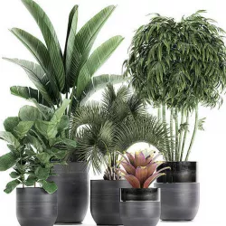 Houseplants in a pot for the interior 727 3D model