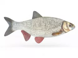 Ide Fish 3D model