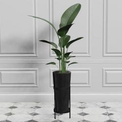 paradise birds katrin teen model | Page 1 | STLFinder