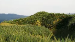 Realistic Grass  Cycles and EEVEE Low-poly 3D model