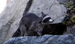 Realistic Raccoon and Red Panda 3D model