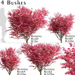 Set of Burning Bush or Euonymus Alatus Bushes 3D model