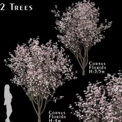 Set of Cornus Florida or Flowering Dogwood Trees - 2 Trees 3D model
