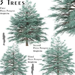 Set of Picea Pungens or Blue Spruce Trees - 3 Trees 3D model