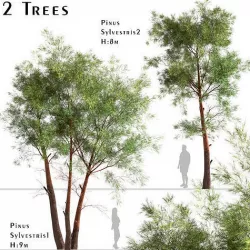 Set Of Pinus Sylvestris or Scots Pine Trees 3D model