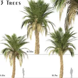 Set of Silver Date Palm or Phoenix Sylvestris Trees - 3 Trees 3D model