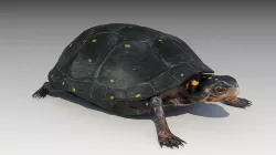Spotted-turtle turtle Low-poly 3D model